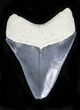 Serrated, Grey Bone Valley Megalodon Tooth #21965-2